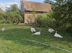 Situație scandaloasă la Hădăreni: Terenul de fotbal, transformat în pășune și groapă de gunoi!